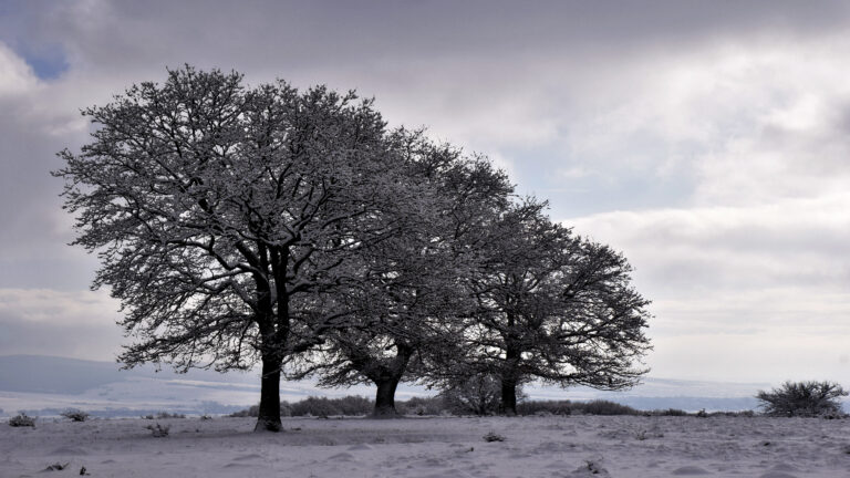 Erika Bartha - Bartha_Erika_Contrast